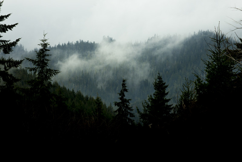 Dark treeline silhouetted against a misty fog-wrapped mountain ridgeline near Kalaloch